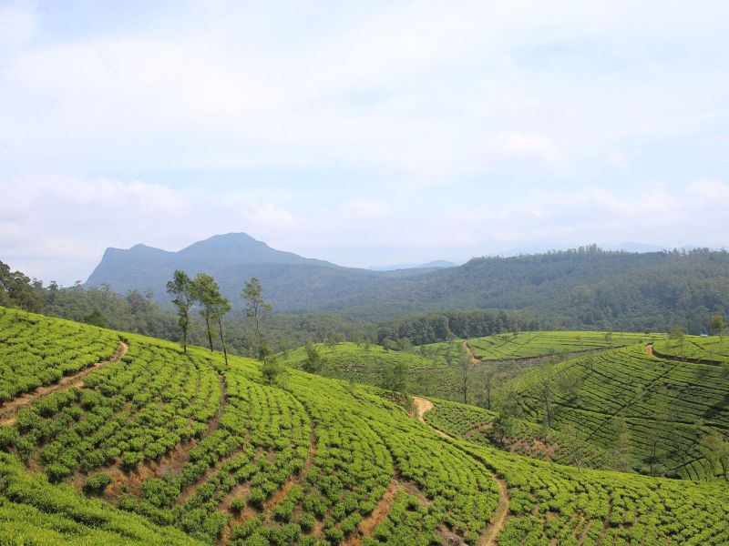 Nuvara-Eliya choy plantatsiyalari, Shri-Lanka